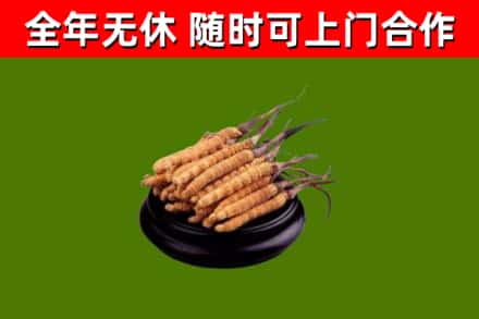 苍南回收散虫草