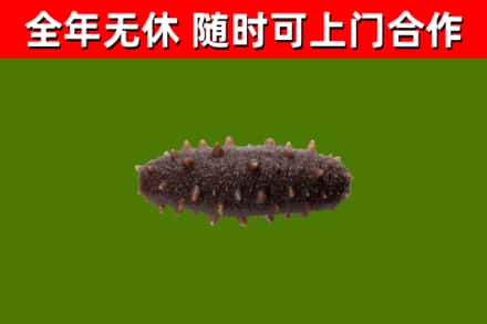 苍南回收海参干